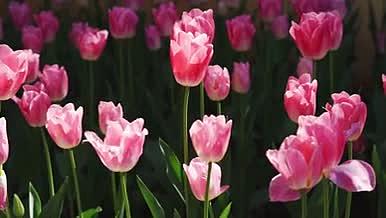 4k实拍唯美粉色郁金香花朵春天风景视频的预览图
